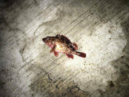 シーバス 初めましたー