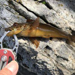 釣れない時は釣れる釣りを