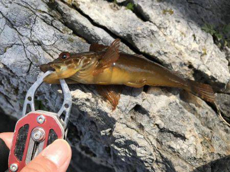 釣れない時は釣れる釣りを