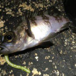 何てシブいんだ！