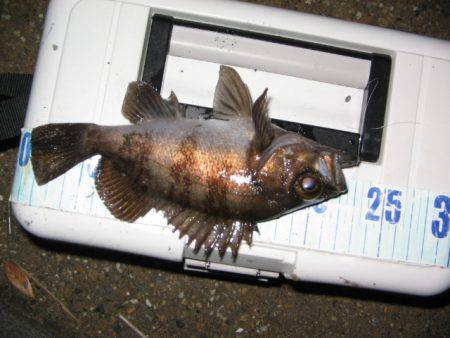 夜メバル釣り