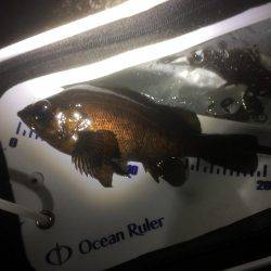 何とかゲット！