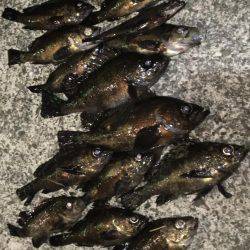 メバリング遠征