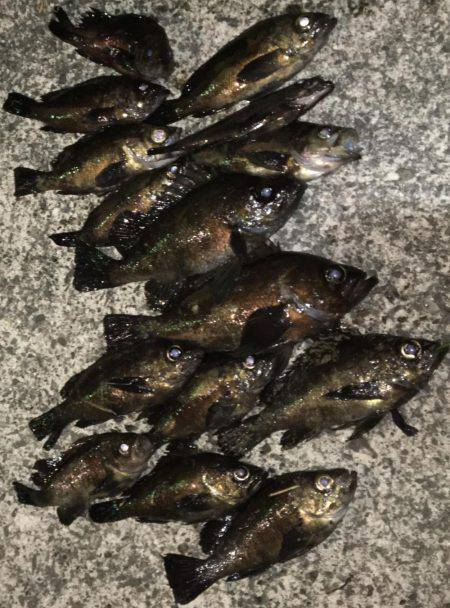 メバリング遠征