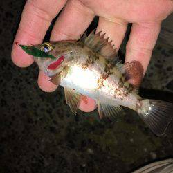 キャスティングメバルサビキング