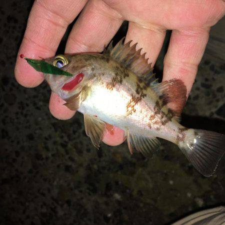 キャスティングメバルサビキング