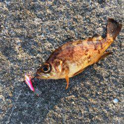 デイメバリング