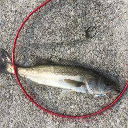 神戸へシーバス