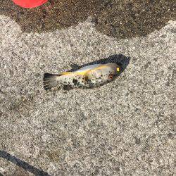 夕方からのタチウオ