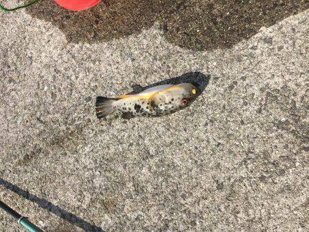 夕方からのタチウオ