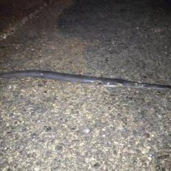 アジアナゴヤガラ