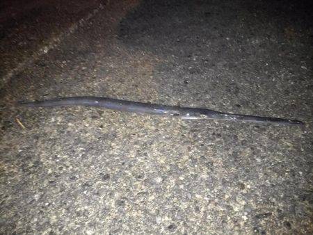 アジアナゴヤガラ