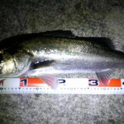 ﾒﾊﾞﾘﾝｸﾞがｼｰﾊﾞｽに