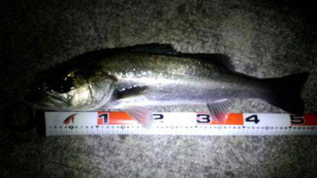 ﾒﾊﾞﾘﾝｸﾞがｼｰﾊﾞｽに