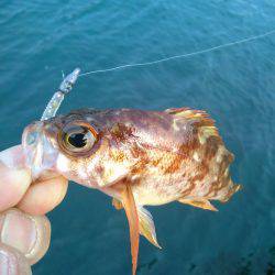 メバルを求めて・・!