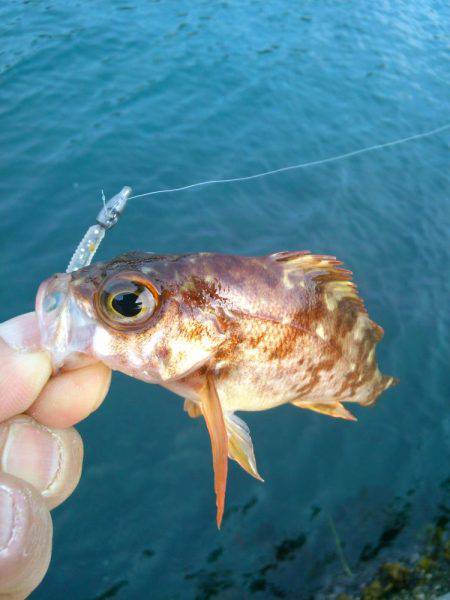 メバルを求めて・・!