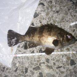 本気メバリング