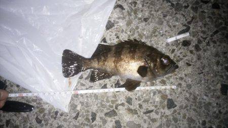 本気メバリング