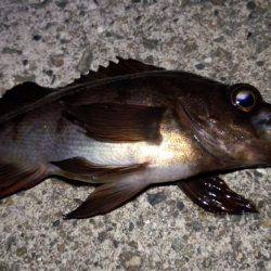 チビメバル達と遊んだ