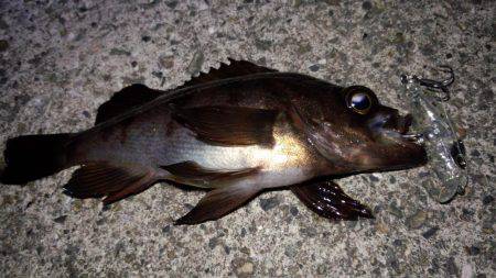 チビメバル達と遊んだ