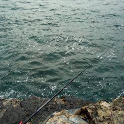 渋いアオリイカ