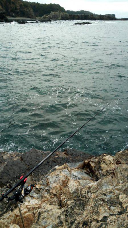 渋いアオリイカ