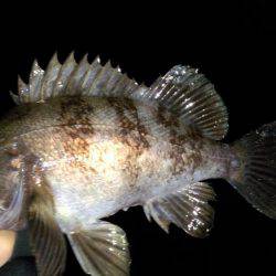 やっと、ﾒﾊﾞﾘﾝｸﾞ成立？！