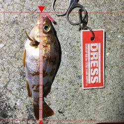 こましなガシラ