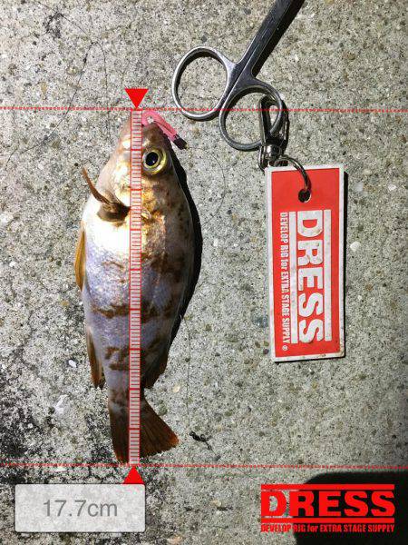 こましなガシラ