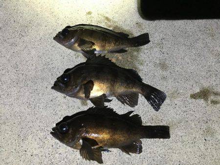 メバル回遊活発になるか。