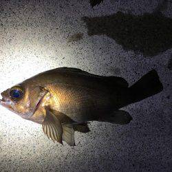 メバルとがしら