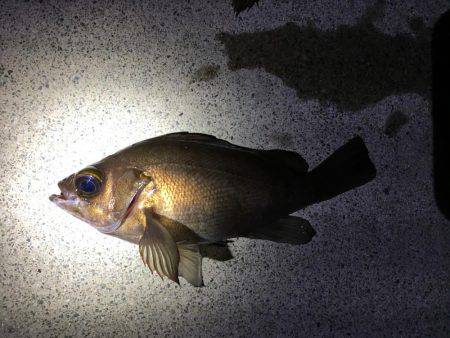 メバルとがしら