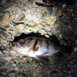 満潮前後でメバル