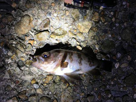 満潮前後でメバル