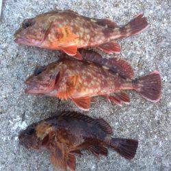 ガシラオンリー