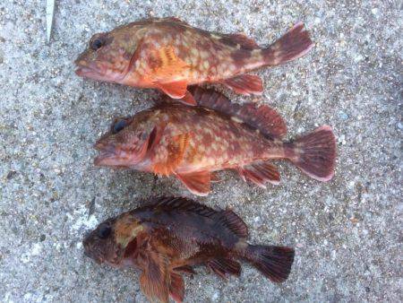 ガシラオンリー