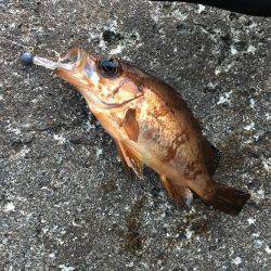 狙いのサイズが！