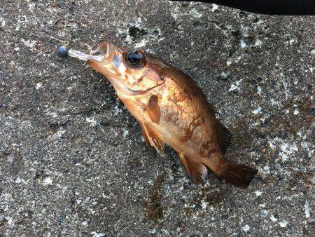 狙いのサイズが！