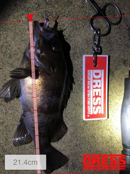 早朝メバリング