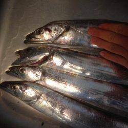 タチウオ〜フォー