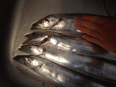 タチウオ〜フォー