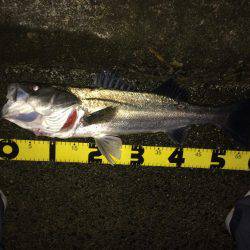 久しぶりのシーバス