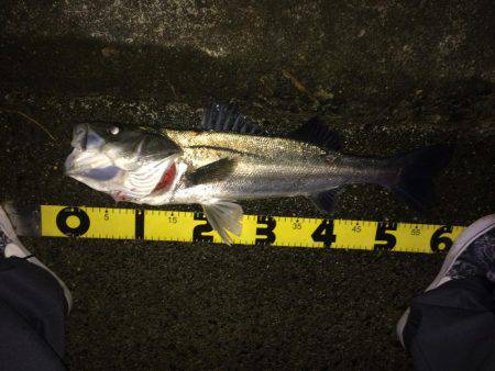 久しぶりのシーバス