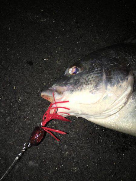 神戸湾奥チニングで42センチキビレ