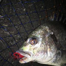 神戸湾奥チニングで42㎝筆頭に6キャッチ！