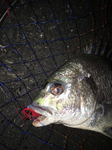 神戸湾奥チニングで42㎝筆頭に6キャッチ！