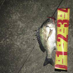 神戸湾奥チニングゲーム