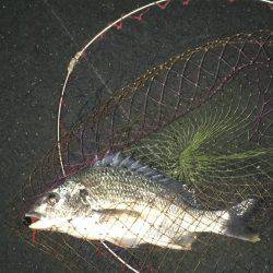 神戸湾奥チニングで40UPダブルゲット