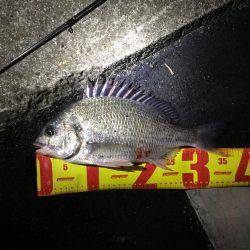 神戸湾奥チニング