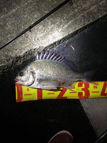 神戸湾奥チニング